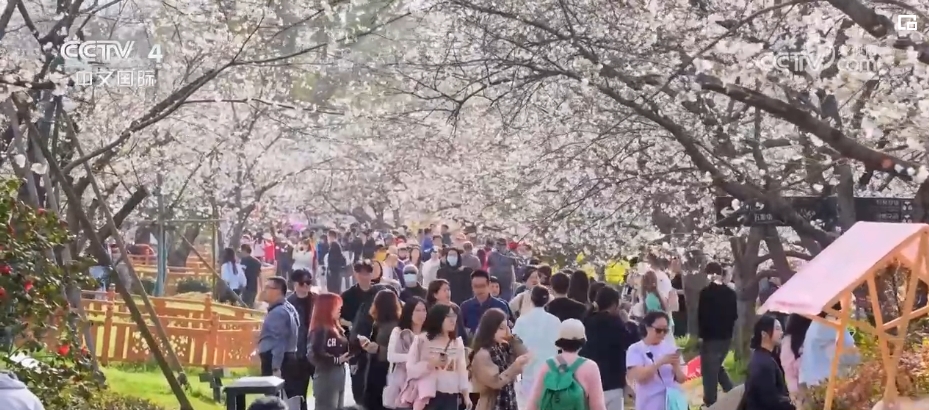 “春日經濟”熱力十足 “賞花+”融合煥新創造發展場景式消費新機遇