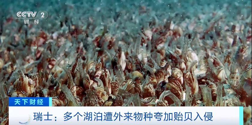 瑞士多個湖泊遭外來物種夸加貽貝入侵 生態系統與基礎設施遭破壞