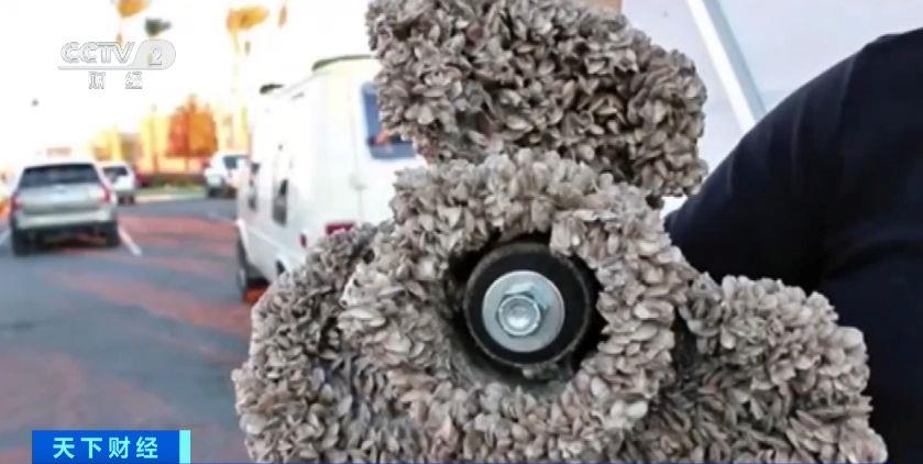 瑞士多個湖泊遭外來物種夸加貽貝入侵 生態系統與基礎設施遭破壞