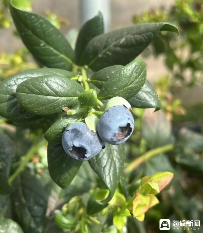 西瓜、藍(lán)莓、草莓上高原！山東濰坊援藏組因地制宜打造特色蔬菜發(fā)展中心