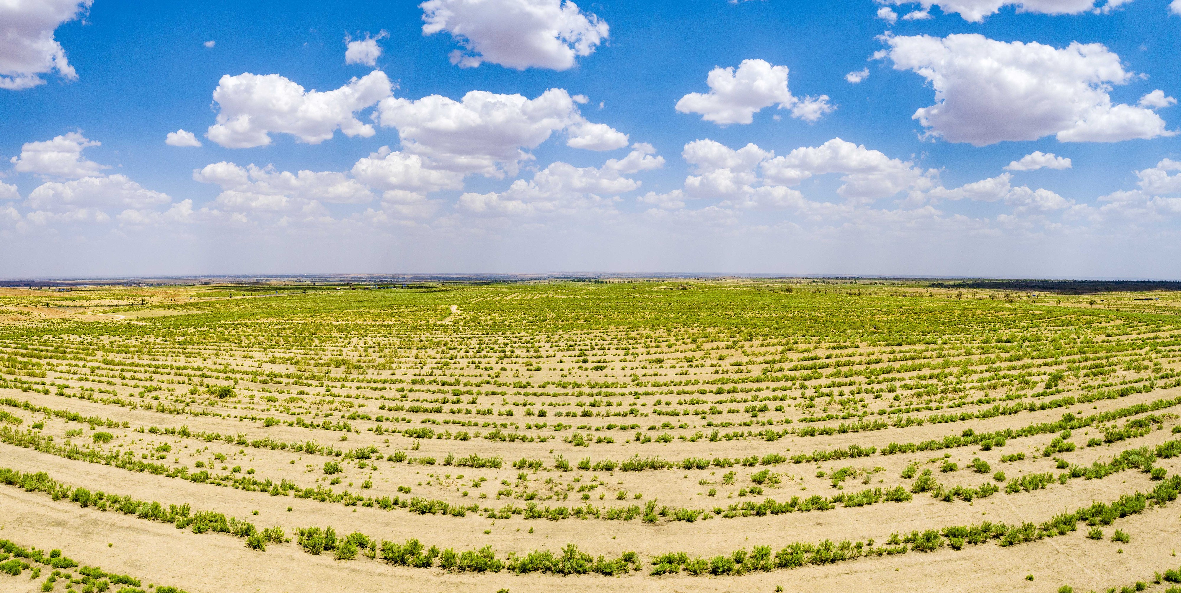 2023年6月7日，內蒙古鄂爾多斯，毛烏素沙漠。