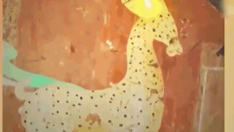 在全新技術(shù)支持下，敦煌莫高窟實(shí)現(xiàn)了窟內(nèi)文物窟外看的新體驗(yàn)。