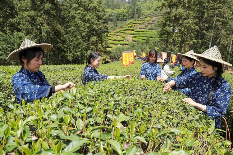 2025年4月13日，福建武夷山市星村鎮(zhèn)朝陽村茶農(nóng)在生態(tài)茶園展示采茶。新華社發(fā)（邱汝泉 攝）
